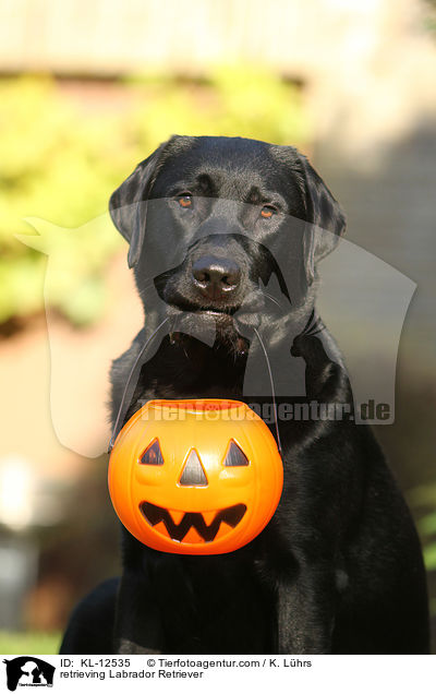 retrieving Labrador Retriever / KL-12535