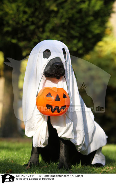 retrieving Labrador Retriever / KL-12541