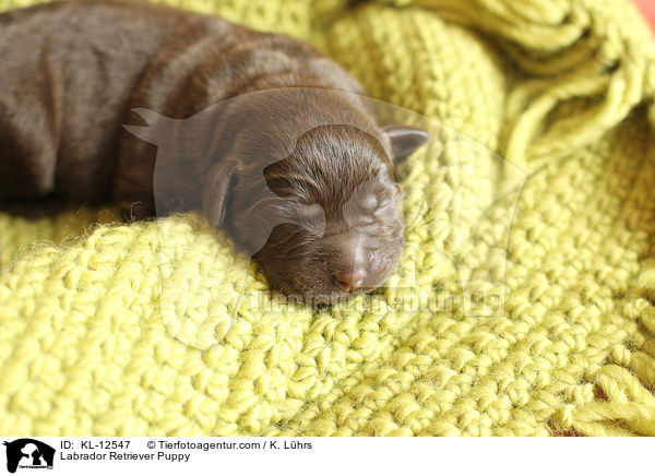 Labrador Retriever Welpe / Labrador Retriever Puppy / KL-12547