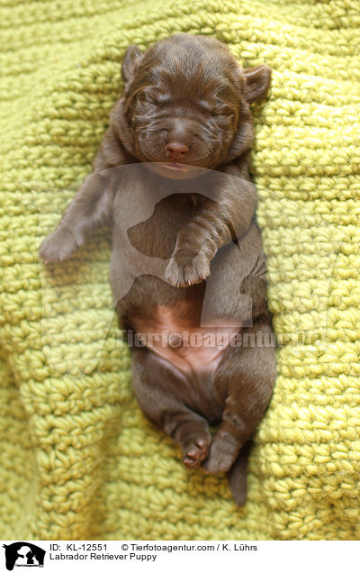 Labrador Retriever Welpe / Labrador Retriever Puppy / KL-12551