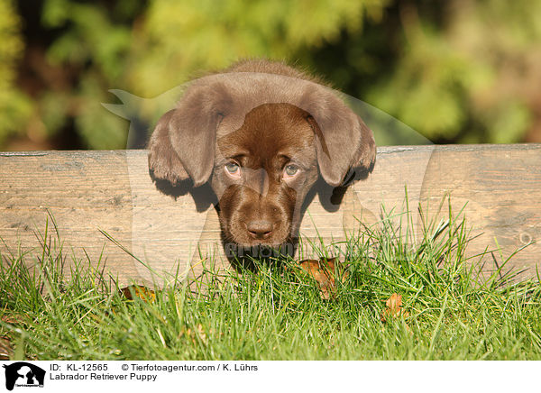 Labrador Retriever Puppy / KL-12565