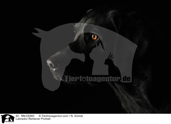 Labrador Retriever Portrait / NN-05980