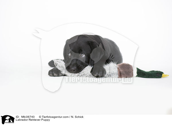 Labrador Retriever Welpe / Labrador Retriever Puppy / NN-06740