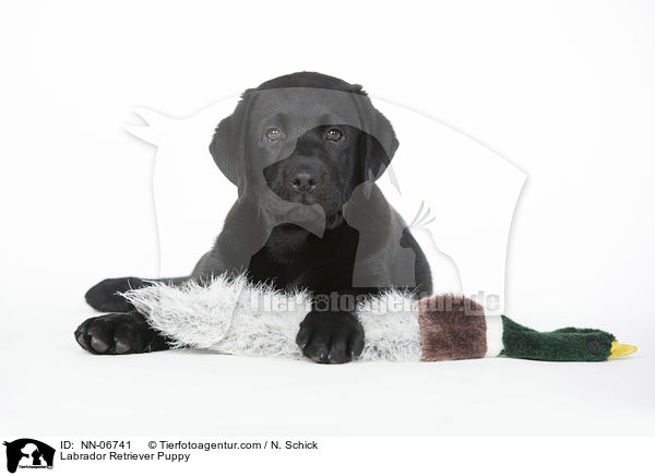 Labrador Retriever Welpe / Labrador Retriever Puppy / NN-06741