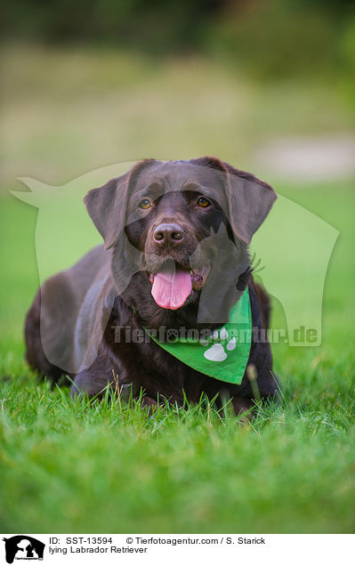 liegender Labrador Retriever / lying Labrador Retriever / SST-13594