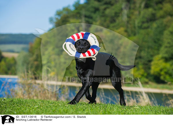 apportierender Labrador Retriever / fetching Labrador Retriever / SST-13616
