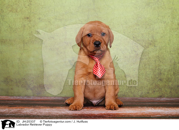 Labrador Retriever Welpe / Labrador Retriever Puppy / JH-20337