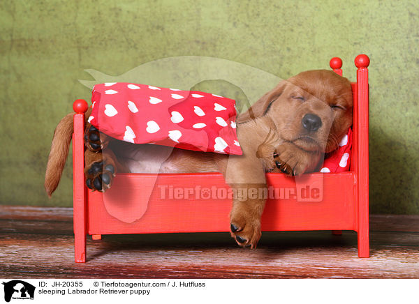 schlafender Labrador Retriever Welpe / sleeping Labrador Retriever puppy / JH-20355