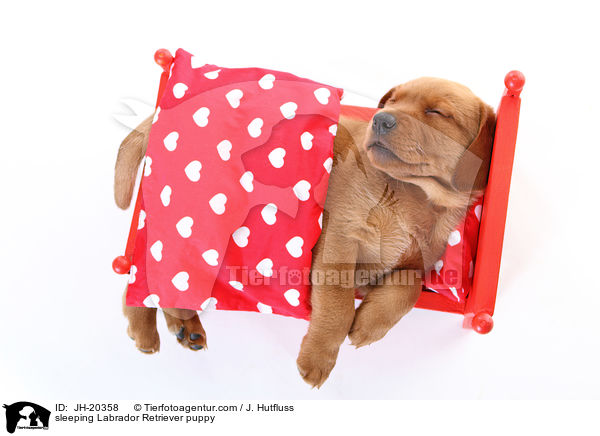 schlafender Labrador Retriever Welpe / sleeping Labrador Retriever puppy / JH-20358