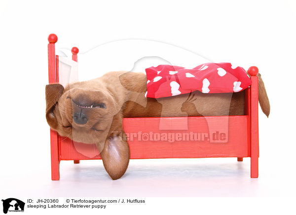 schlafender Labrador Retriever Welpe / sleeping Labrador Retriever puppy / JH-20360