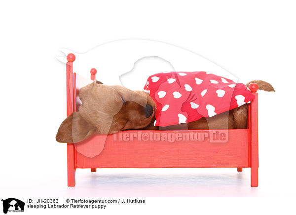schlafender Labrador Retriever Welpe / sleeping Labrador Retriever puppy / JH-20363