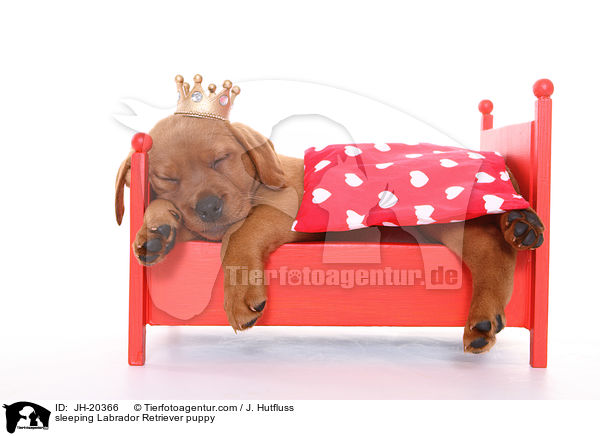 schlafender Labrador Retriever Welpe / sleeping Labrador Retriever puppy / JH-20366