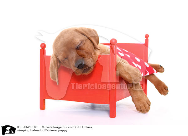 schlafender Labrador Retriever Welpe / sleeping Labrador Retriever puppy / JH-20370