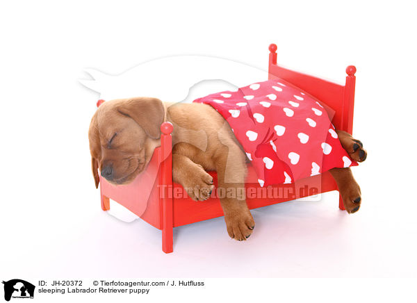 schlafender Labrador Retriever Welpe / sleeping Labrador Retriever puppy / JH-20372