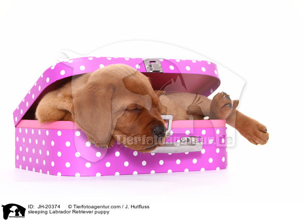 schlafender Labrador Retriever Welpe / JH-20374
