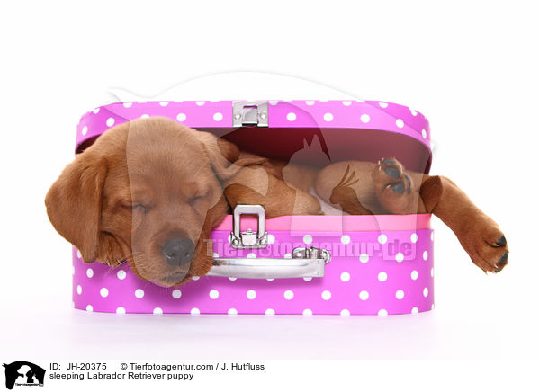 schlafender Labrador Retriever Welpe / JH-20375