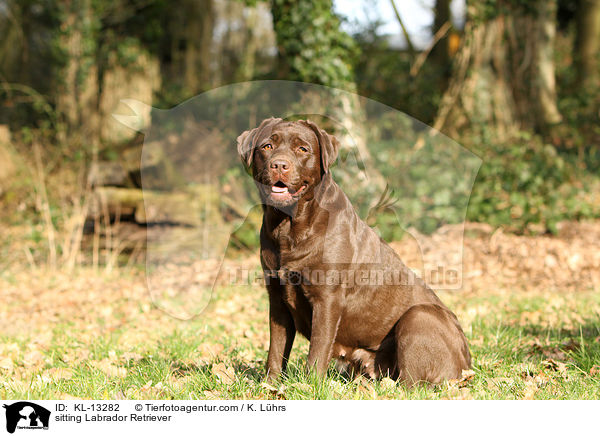 sitzender Labrador Retriever / sitting Labrador Retriever / KL-13282
