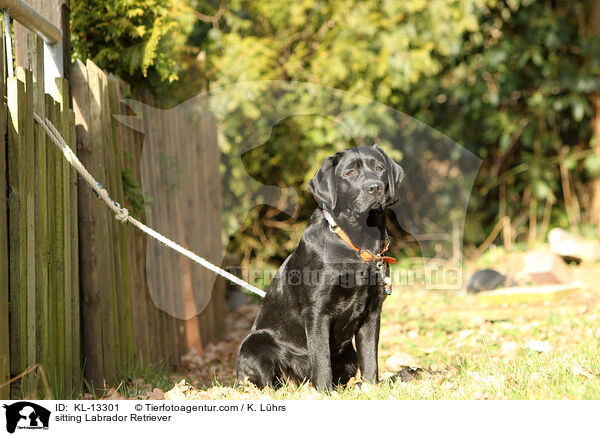 sitzender Labrador Retriever / sitting Labrador Retriever / KL-13301