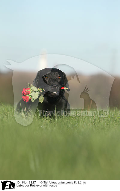 Labrador Retriever mit Rosen / Labrador Retriever with roses / KL-13327