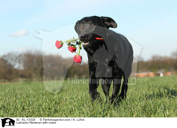 Labrador Retriever mit Rosen / Labrador Retriever with roses / KL-13329