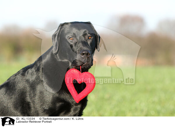 Labrador Retriever Portrait / Labrador Retriever Portrait / KL-13334