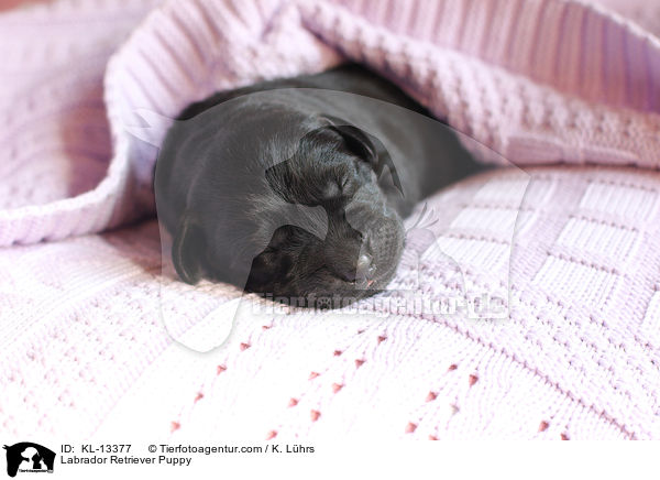 Labrador Retriever Welpe / Labrador Retriever Puppy / KL-13377
