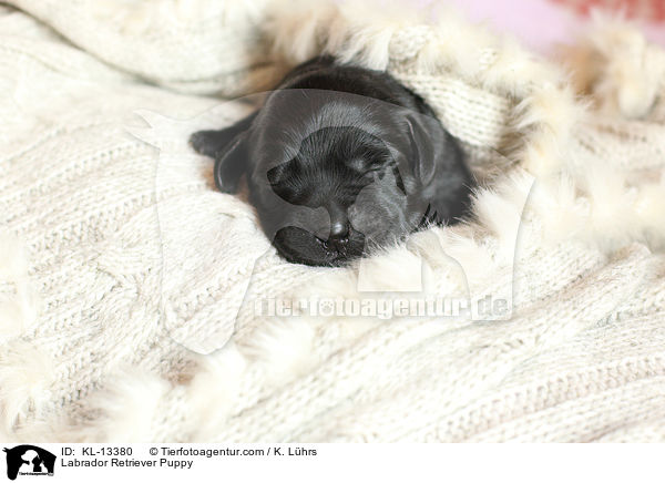 Labrador Retriever Welpe / Labrador Retriever Puppy / KL-13380
