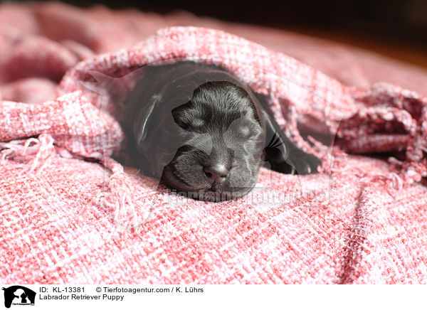 Labrador Retriever Welpe / Labrador Retriever Puppy / KL-13381