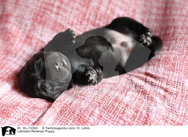 Labrador Retriever Welpe / Labrador Retriever Puppy / KL-13383