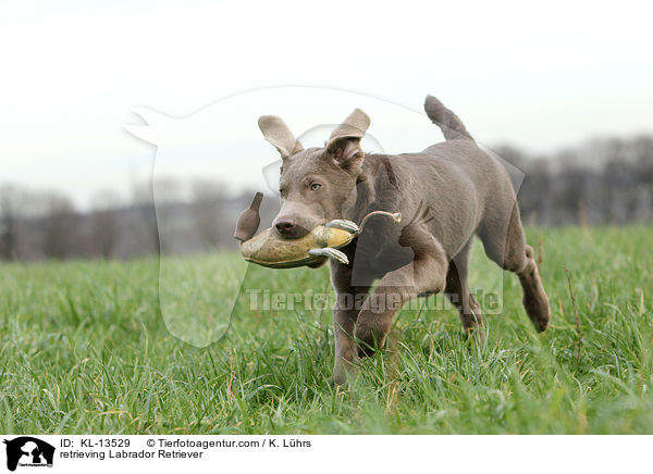 apportierender Labrador Retriever / retrieving Labrador Retriever / KL-13529