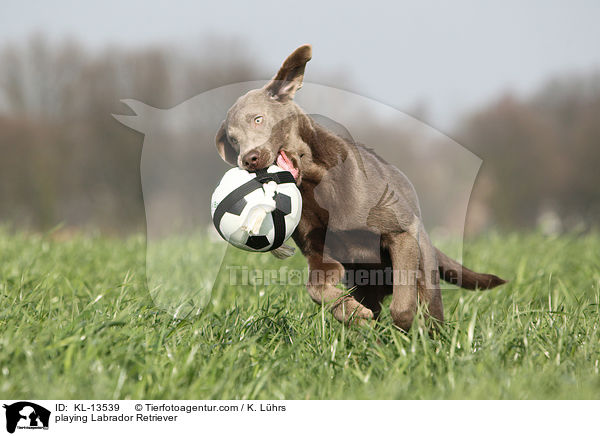 spielender Labrador Retriever / playing Labrador Retriever / KL-13539