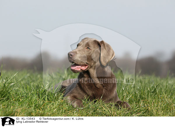liegender Labrador Retriever / lying Labrador Retriever / KL-13543
