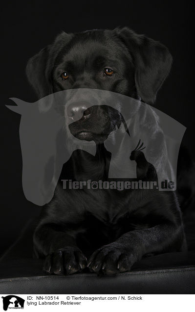 lying Labrador Retriever / NN-10514