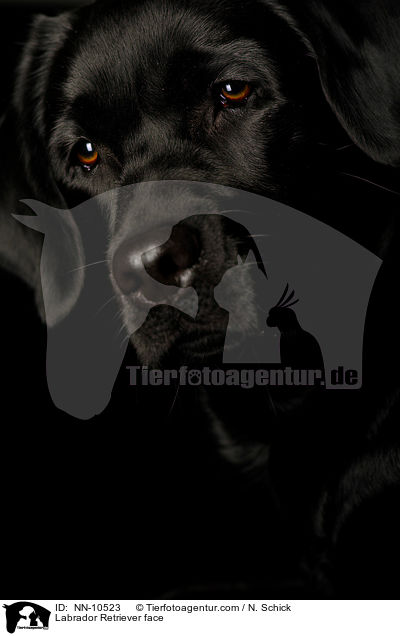 Labrador Retriever Gesicht / Labrador Retriever face / NN-10523