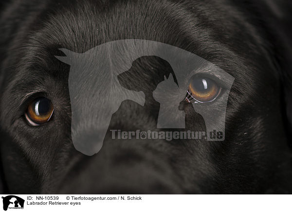 Labrador Retriever Augen / Labrador Retriever eyes / NN-10539