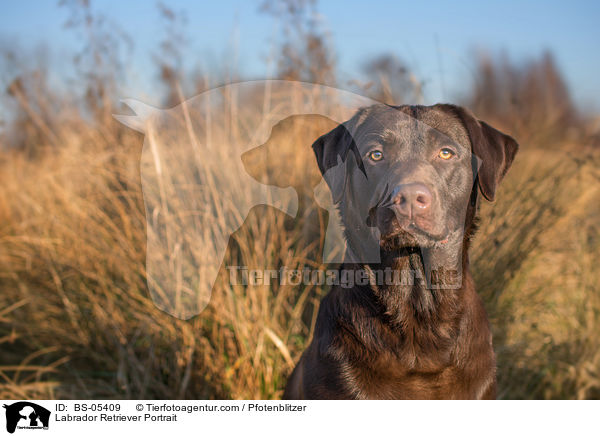 Labrador Retriever Portrait / Labrador Retriever Portrait / BS-05409