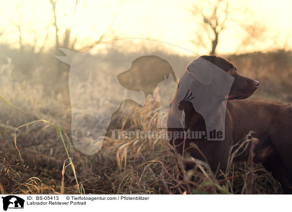 Labrador Retriever Portrait / Labrador Retriever Portrait / BS-05413