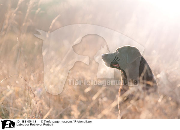 Labrador Retriever Portrait / Labrador Retriever Portrait / BS-05418