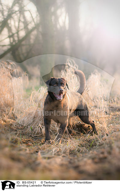 stehender Labrador Retriever / standing Labrador Retriever / BS-05421
