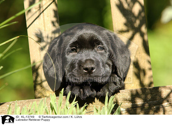 Labrador Retriever Puppy / KL-13749