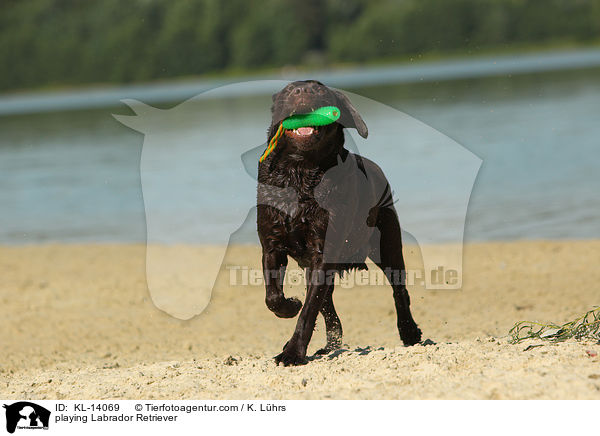 spielender Labrador Retriever / playing Labrador Retriever / KL-14069