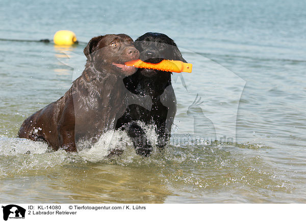 2 Labrador Retriever / 2 Labrador Retriever / KL-14080