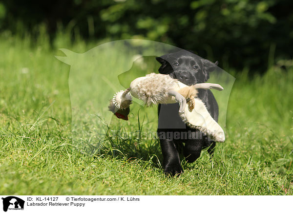 Labrador Retriever Welpe / Labrador Retriever Puppy / KL-14127