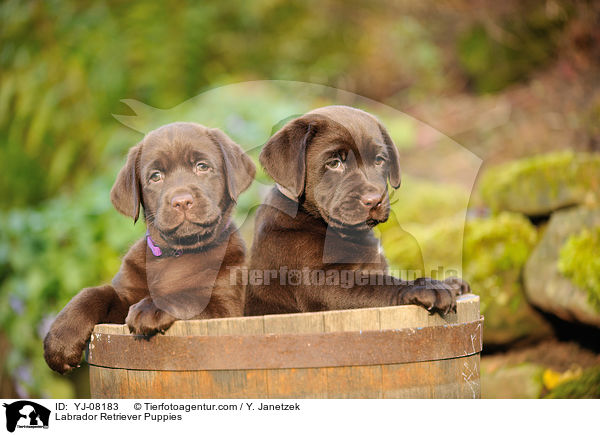Labrador Retriever Welpen / Labrador Retriever Puppies / YJ-08183