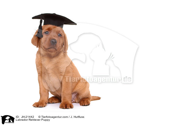Labrador Retriever Welpe / Labrador Retriever Puppy / JH-21442