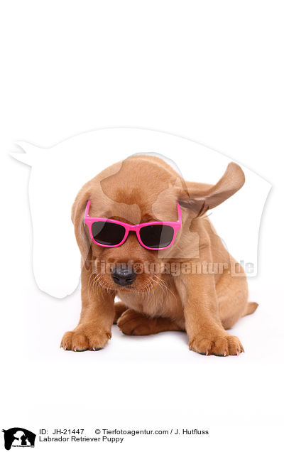 Labrador Retriever Welpe / Labrador Retriever Puppy / JH-21447