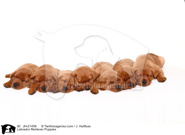 Labrador Retriever Welpen / Labrador Retriever Puppies / JH-21456