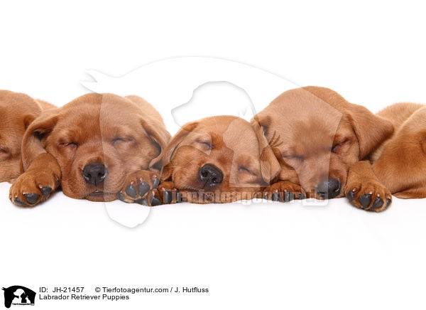 Labrador Retriever Welpen / Labrador Retriever Puppies / JH-21457