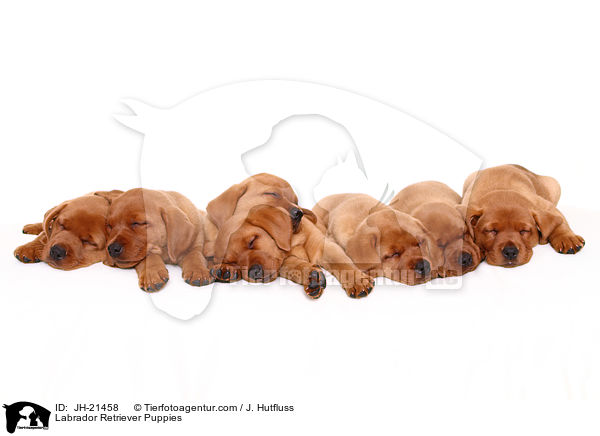 Labrador Retriever Welpen / Labrador Retriever Puppies / JH-21458