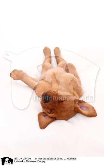 Labrador Retriever Welpe / Labrador Retriever Puppy / JH-21460